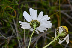 Tripleurospermum hookeri