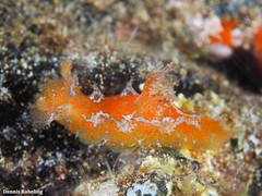 Plocamopherus maderae