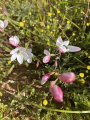 Hesperantha cucullata