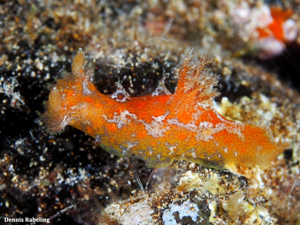 Plocamopherus maderae