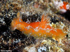 Plocamopherus maderae