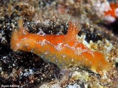Plocamopherus maderae