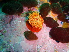 Pseudactinia flagellifera