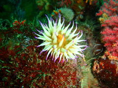 Pseudactinia flagellifera