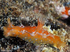 Plocamopherus maderae
