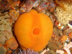 Pseudactinia flagellifera