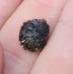 Acanthochitona garnoti