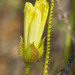 Drosophyllum lusitanicum - Photo (c) Kristof Zyskowski, μερικά δικαιώματα διατηρούνται (CC BY), uploaded by Kristof Zyskowski