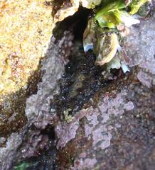 Acanthochitona garnoti