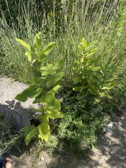 Asclepias syriaca