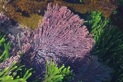 Amphiroa ephedraea