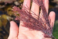 Amphiroa ephedraea