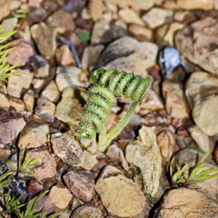 Albuca viscosa