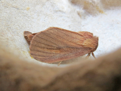 Globia laeta
