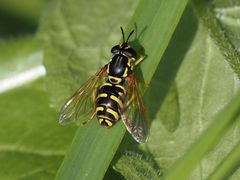 Chrysotoxum elegans