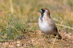 Montifringilla davidiana