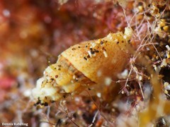 Pseudomangelia vauquelini