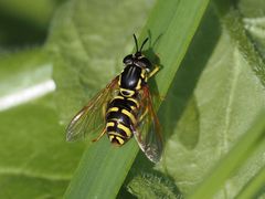 Chrysotoxum elegans