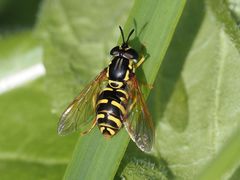 Chrysotoxum elegans
