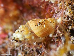 Pseudomangelia vauquelini