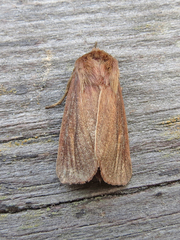 Globia laeta