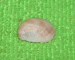 Bostrycapulus odites
