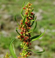 Rumex palustris