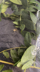 Cheiracanthium mildei