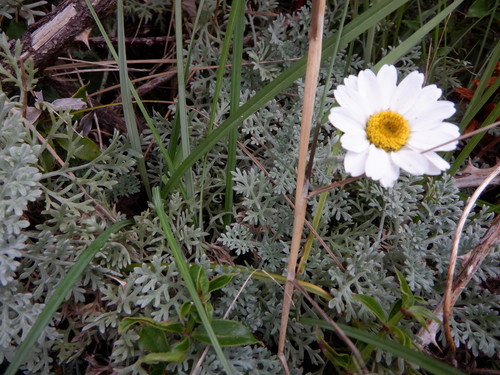 Anthemis cupaniana, photograph 4