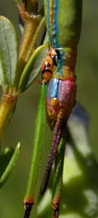 Macynia labiata