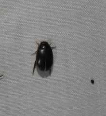 Thermonectus