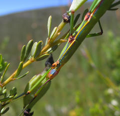Macynia labiata
