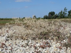 Lepidium cartilagineum