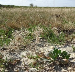 Lepidium cartilagineum