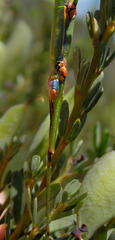 Macynia labiata