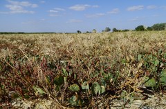Lepidium cartilagineum