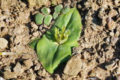 Colchicum cuspidatum