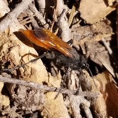 Palmodes praestans