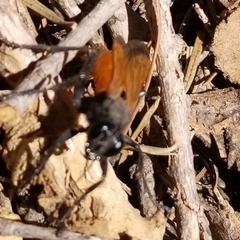 Palmodes praestans