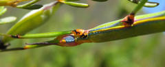 Macynia labiata