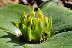 Colchicum cuspidatum