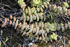 Crassula perforata perforata