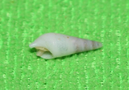 Bullia digitalis