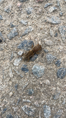 Neoscapteriscus vicinus