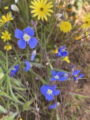 Heliophila acuminata
