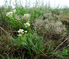 Lepidium cartilagineum