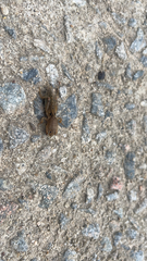 Neoscapteriscus vicinus