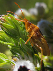 Tropicorypha bifida