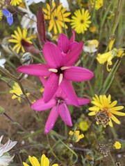Hesperantha pauciflora