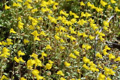 Hemimeris gracilis